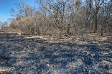 Tarlada yanmış çim.