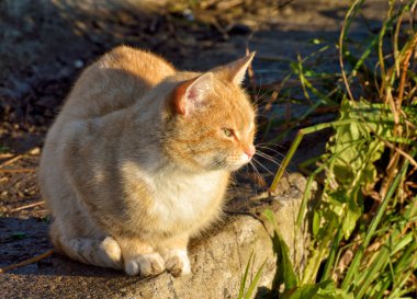 Kırmızı kedi avlanmaya gitti..