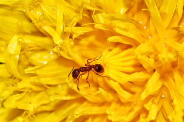 Karınca bir karahindiba polen toplar.