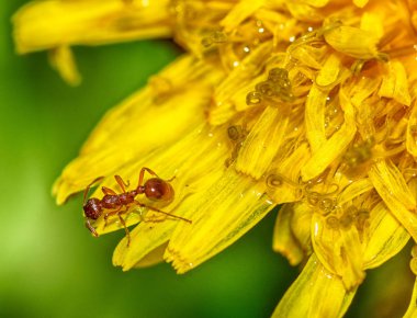 Karınca bir karahindiba polen toplar.
