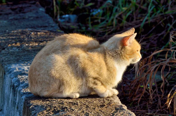 The red cat went out to hunt. — Stock Photo, Image