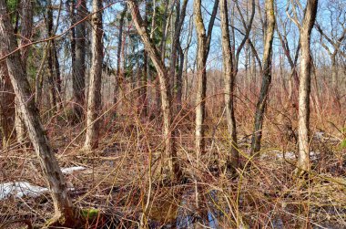 Yoğun çalılıklar ile orman çalılıkları.