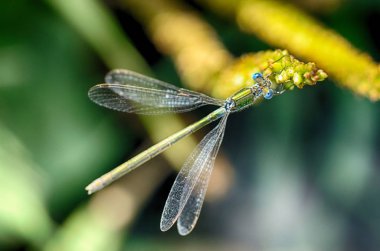 Dragonfly bitkinin kök üzerinde oturan.