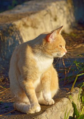 Kırmızı kedi avlanmaya gitti..