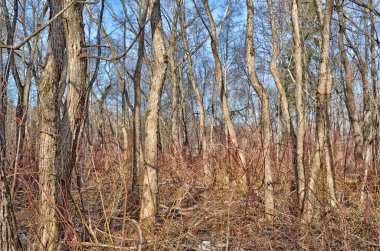 Yoğun çalılıklar ile orman çalılıkları.