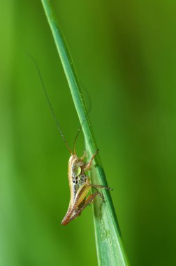 Yeşil çekirge çimenlerin içinde..
