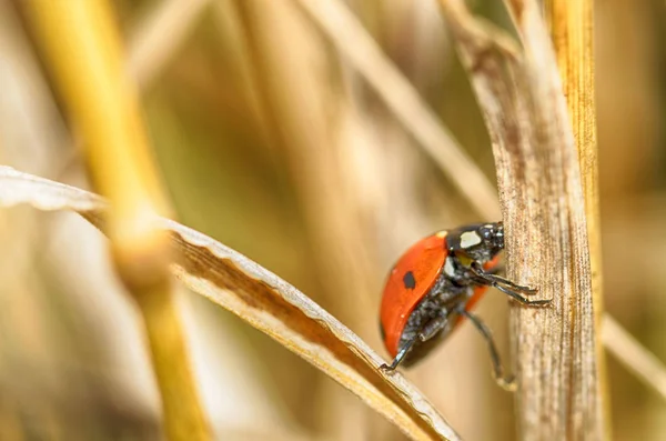 Escarabajo arrastrándose sobre el tallo . — Foto de Stock