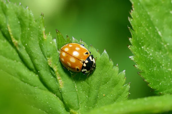 Ladybug on the plant flower. — Stock Photo, Image