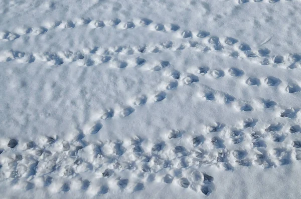 Rastros de aves en la nieve . —  Fotos de Stock