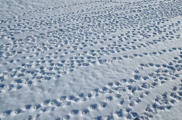 Rastros de aves en la nieve . —  Fotos de Stock