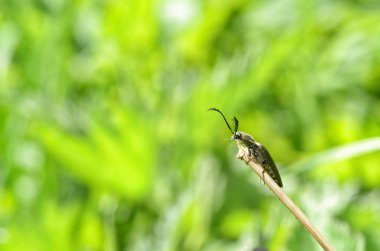 Sapüzerinde sürünen böcek.