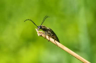 Sapüzerinde sürünen böcek.