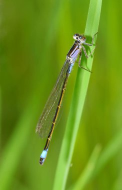 Dragonfly bitkinin kök üzerinde oturan.