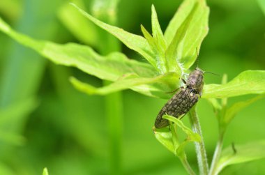 Sapüzerinde sürünen böcek.