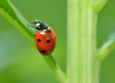 Bitki çiçeği üzerinde Ladybug.