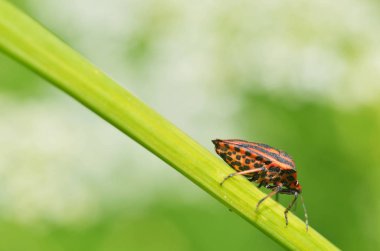 Dalda oturan orman böceği.
