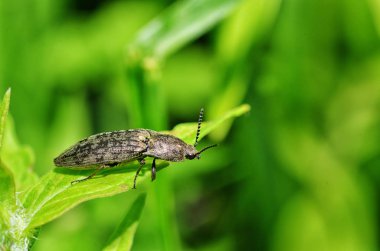 Sapüzerinde sürünen böcek.