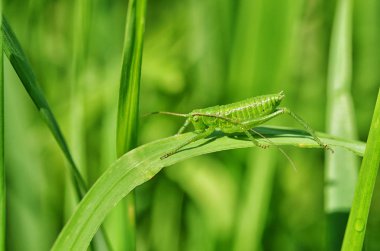 Yeşil çekirge çimenlerin içinde..
