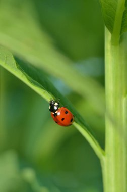 Bitki çiçeği üzerinde Ladybug.