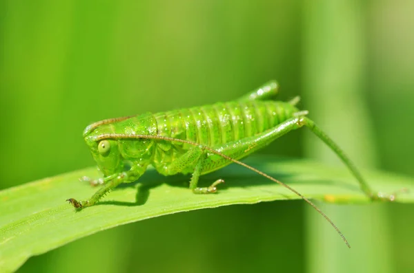 Grön gräshoppa ' s i gräset. — Stockfoto
