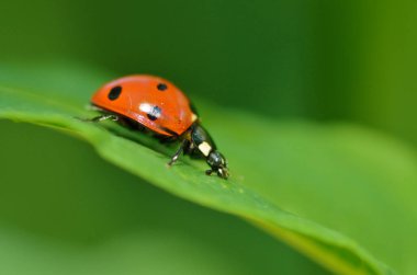 Bitki çiçeği üzerinde Ladybug.