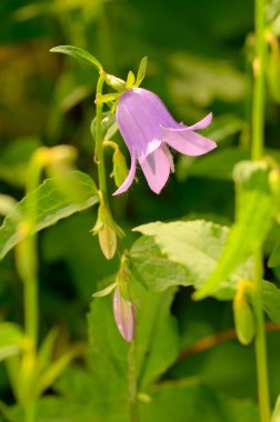 Güzel bir kır çiçeği çayırda yetişir..