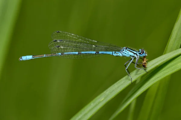 Dragonfly bitkinin kök üzerinde oturan. — Stok fotoğraf