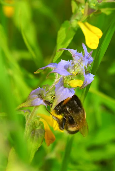 Uma abelha recolhe néctar de uma flor. — Fotografia de Stock