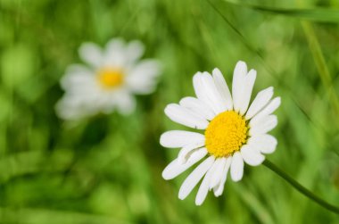 Papatya güzel bir kır çiçeği.