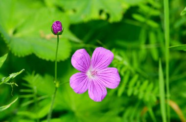 Güzel bir kır çiçeği çayırda yetişir..