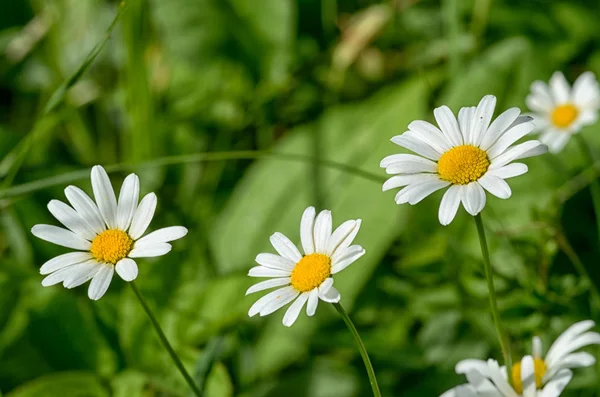 Kamille ist eine schöne Wildblume. — Stockfoto