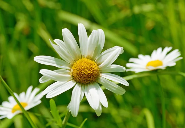 Kamille ist eine schöne Wildblume. — Stockfoto