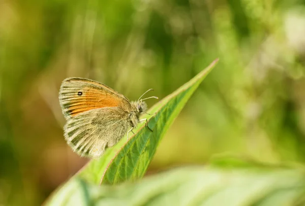 Mariposa bebe néctar de una flor . — Foto de Stock