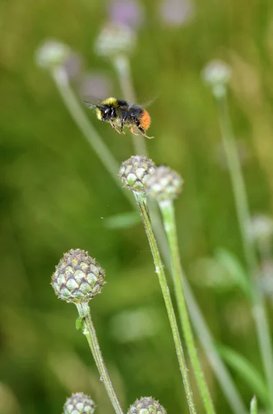 Eine Biene sammelt Nektar aus einer Blume. — Stockfoto