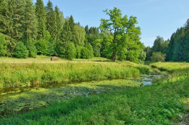 güzel orman manzarası.