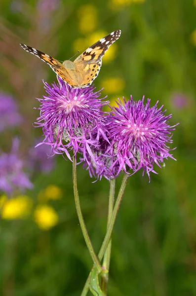 Papillon boit le nectar d'une fleur . — Photo