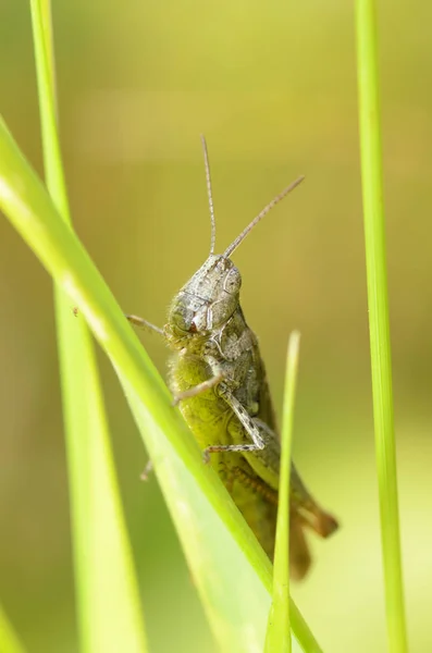 Kobylka sedí v trávě. — Stock fotografie