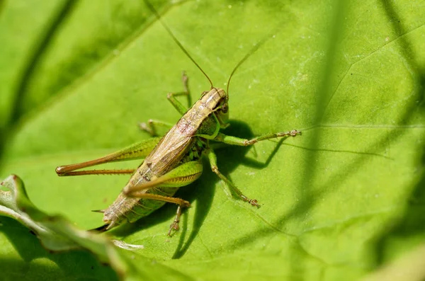 Gräshoppa sitter i gräset. — Stockfoto