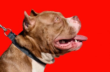 Pitbull köpek bir hizmet cins.