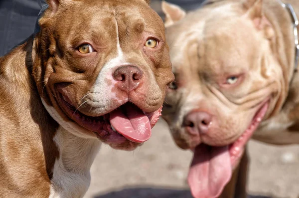 Pitbull köpek bir hizmet cins.