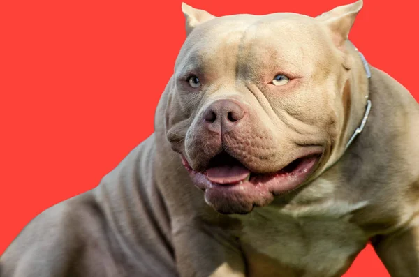 Pit bull es una raza de servicio de perro . —  Fotos de Stock