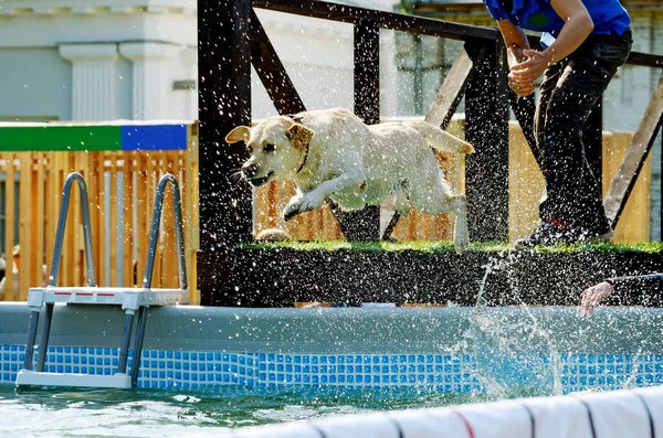 The dog jumps into the pool of water.