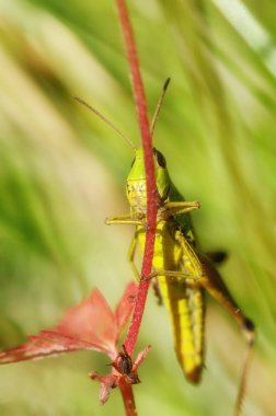 çekirge çimenlerde oturur.