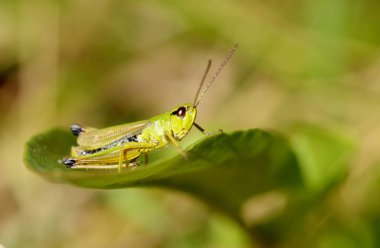 çekirge çimenlerde oturur.