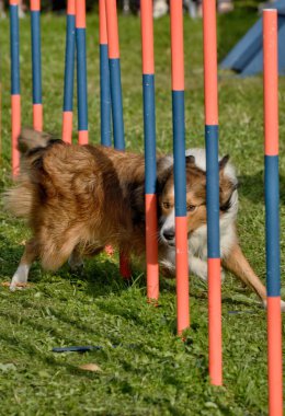 Çeviklik ve hız için eğitim köpekleri.