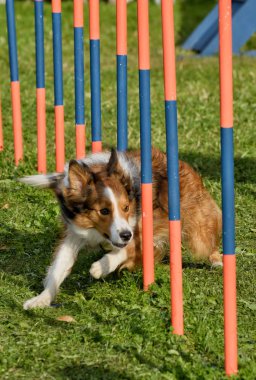 Çeviklik ve hız için eğitim köpekleri.