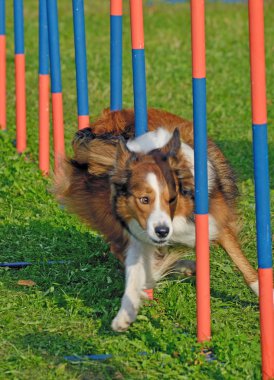 Çeviklik ve hız için eğitim köpekleri.