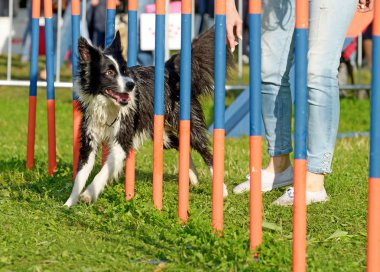 Çeviklik ve hız için eğitim köpekleri.