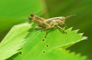 çekirge çimenlerde oturur.