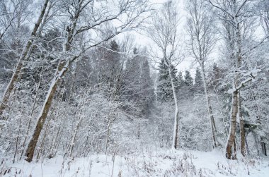 Ormanın içinde soğuk kış.